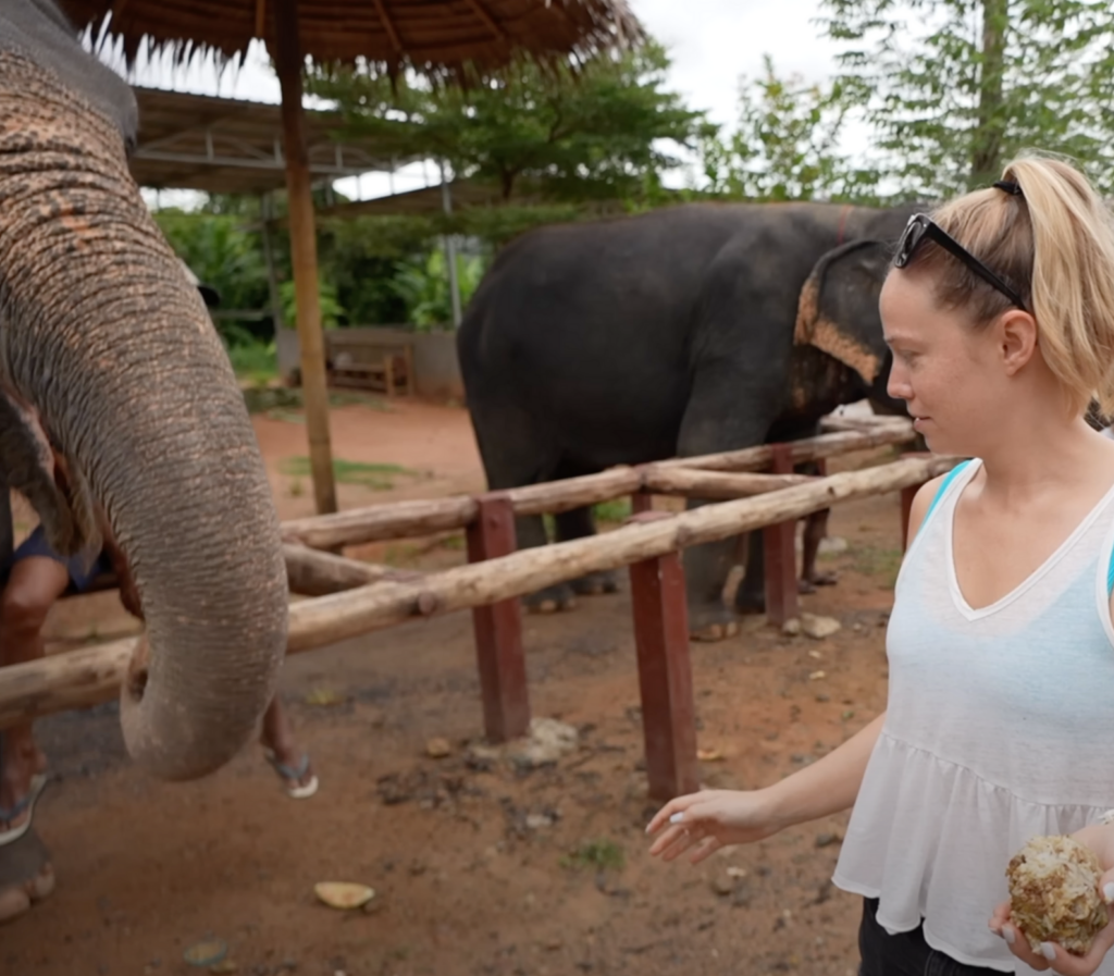 Une personne nourrit un éléphant au Elephant Jungle Sanctuary à Phuket, mettant en lumière une interaction douce et respectueuse avec l'animal.