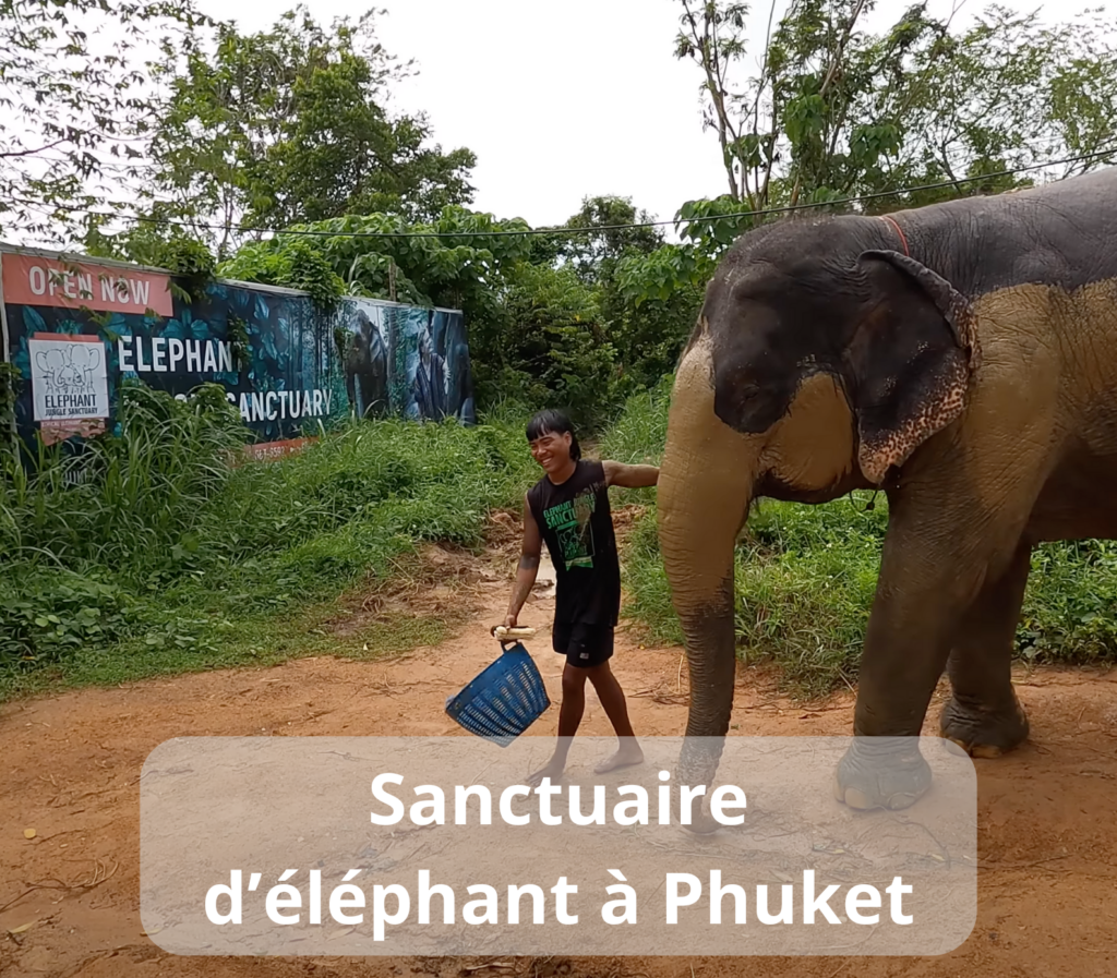 L'image montre un homme avec un panier bleu debout à côté d'un éléphant. En arrière-plan, on voit un panneau indiquant "Elephant Jungle Sanctuary" et la végétation environnante, ce qui suggère que la scène se déroule dans un sanctuaire d'éléphants à Phuket.